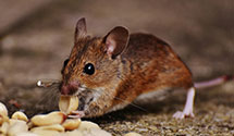 24 Hour & Emergency Exterminators in Colonial Park, NY